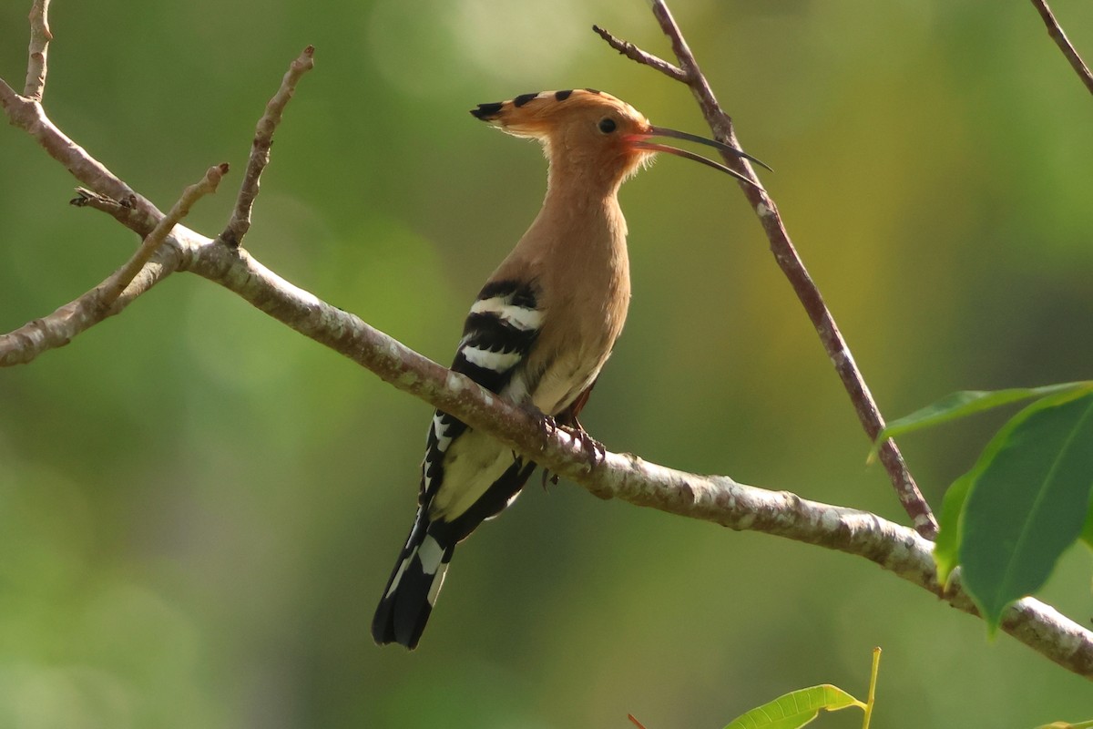 Common Hoopoe - ML647427067