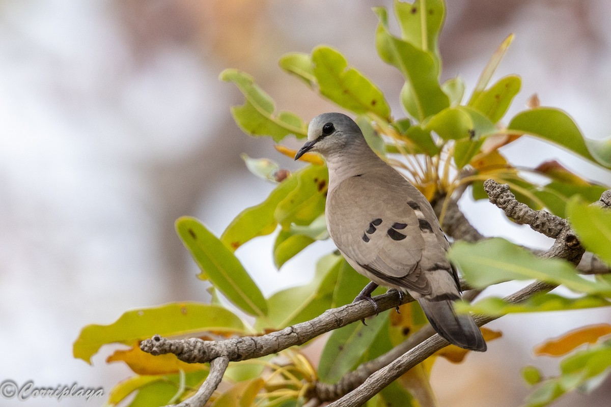 Black-billed Wood-Dove - ML647427068