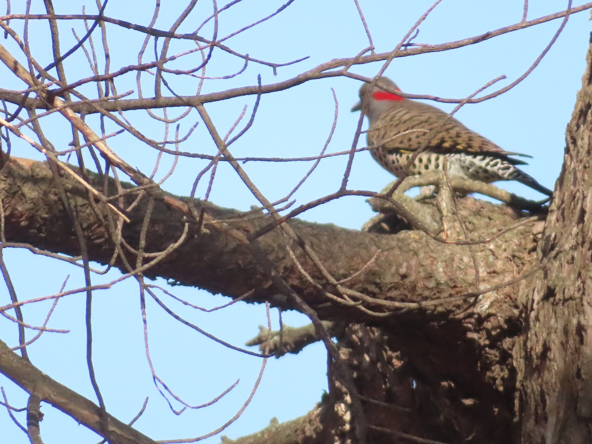 נקר צפון-אמריקני - ML647427074