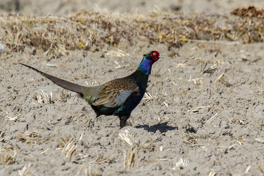 Green Pheasant - ML647427076