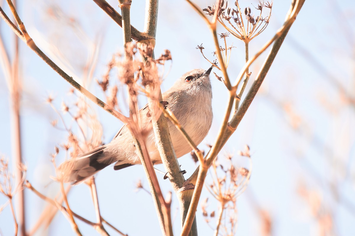 Gray Gerygone - ML647427077