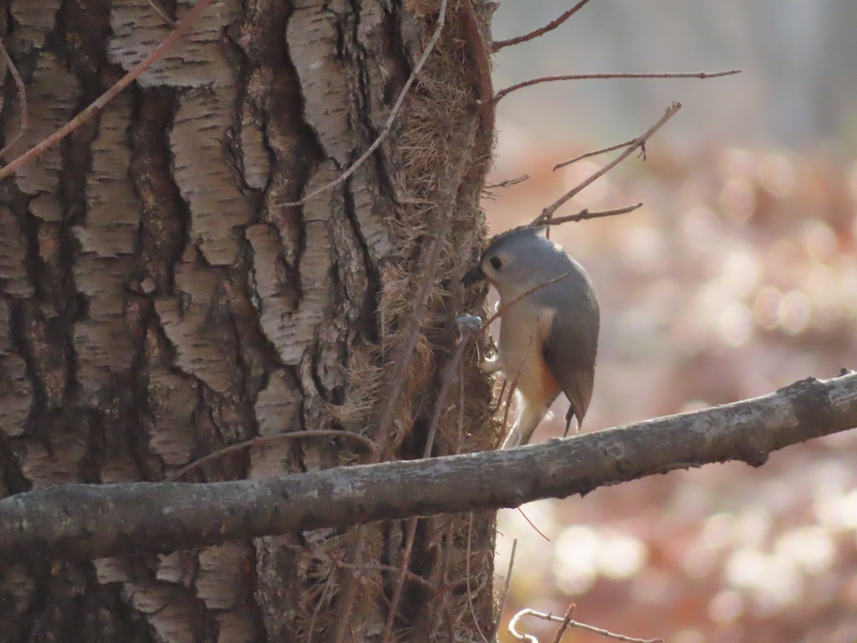 Tufted Titmouse - ML647427084