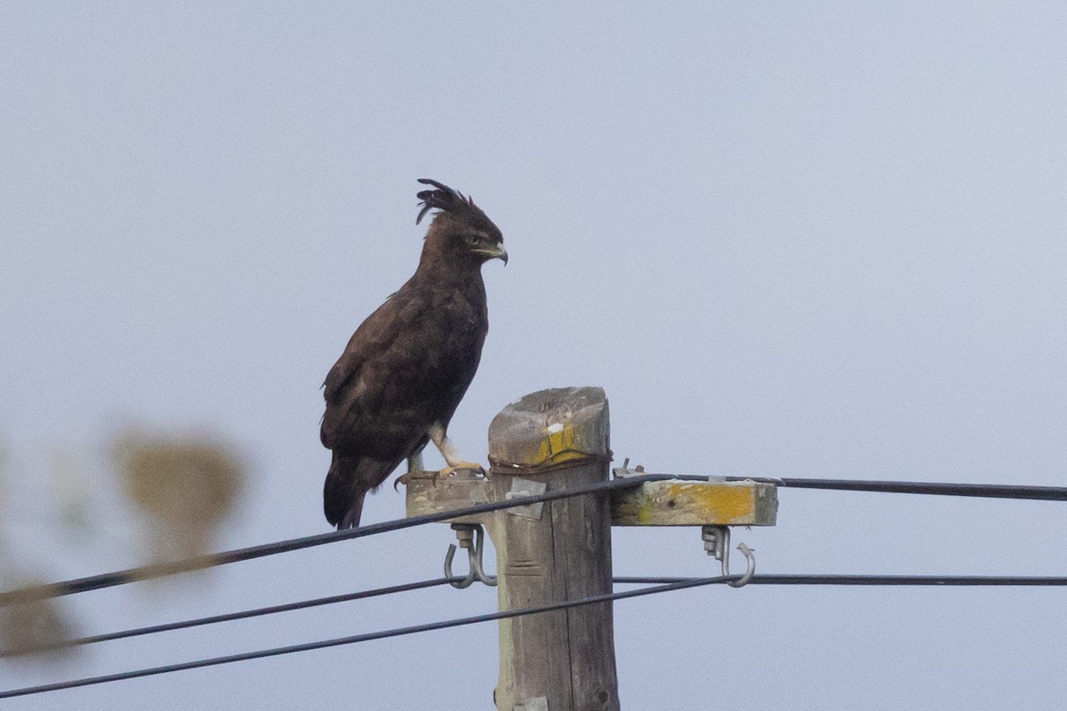 Long-crested Eagle - ML647427085