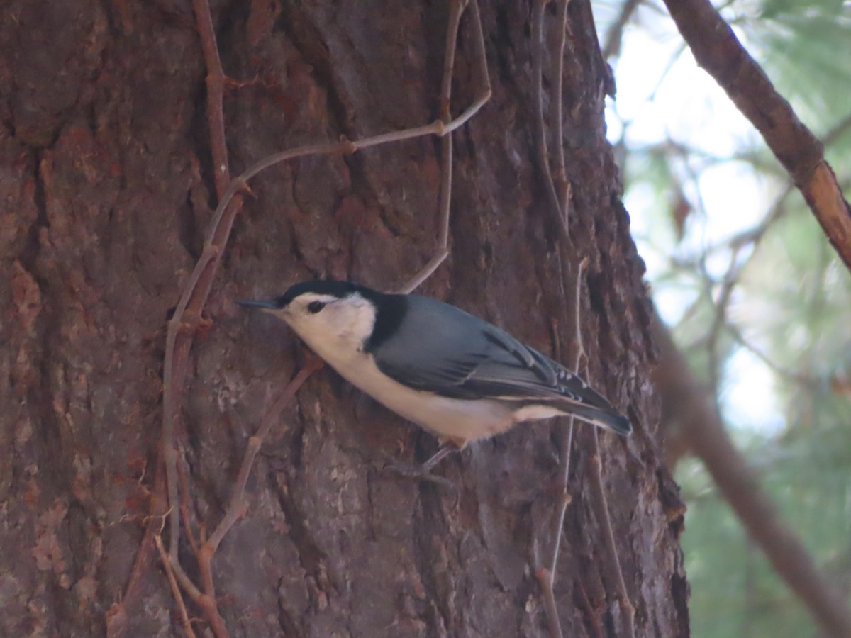 White-breasted Nuthatch - ML647427086