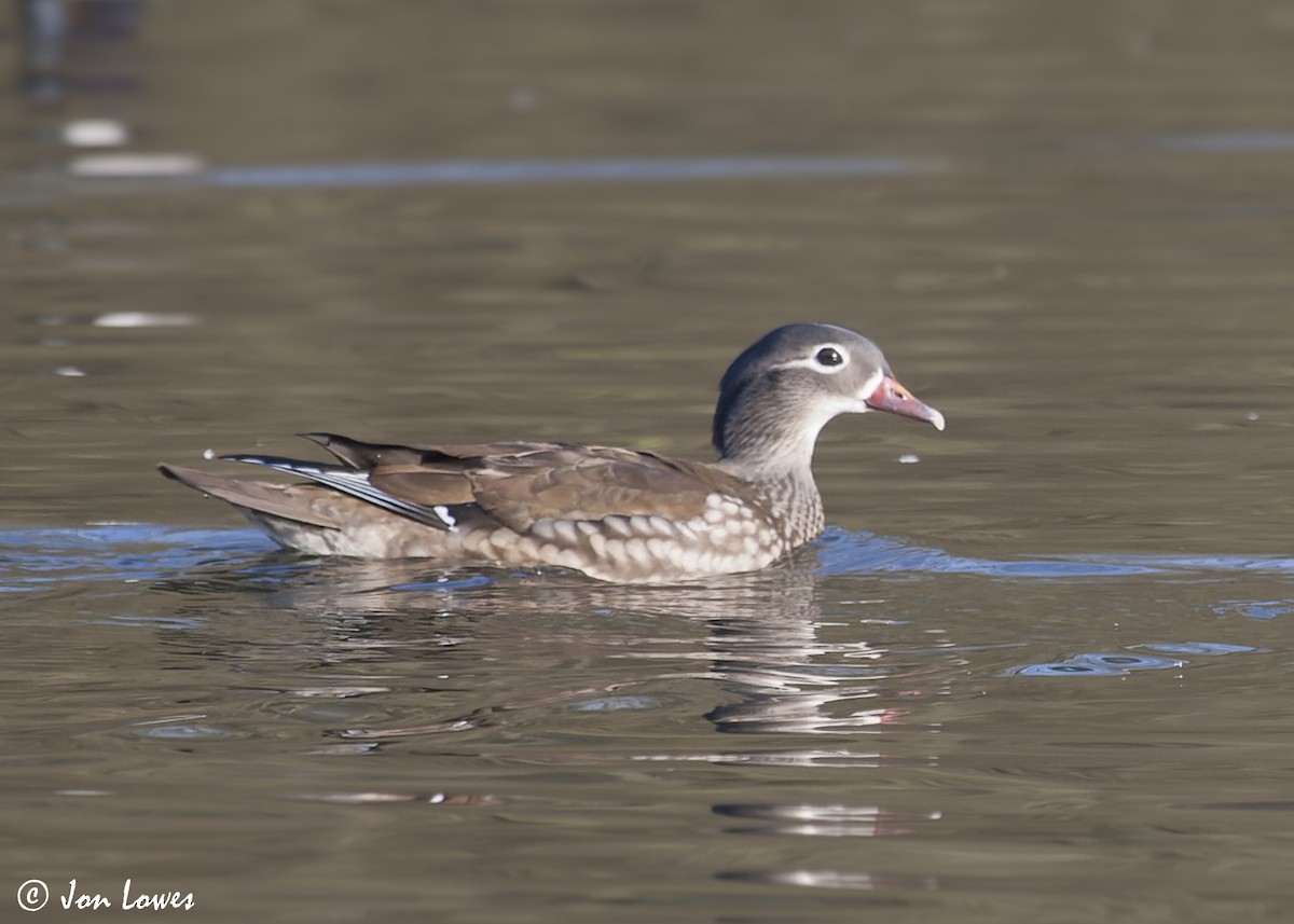 鴛鴦 - ML647427087