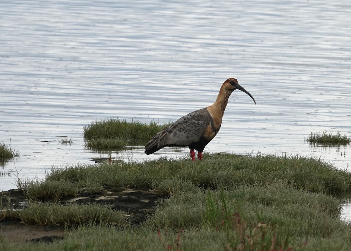 ibis laločnatý - ML647427088