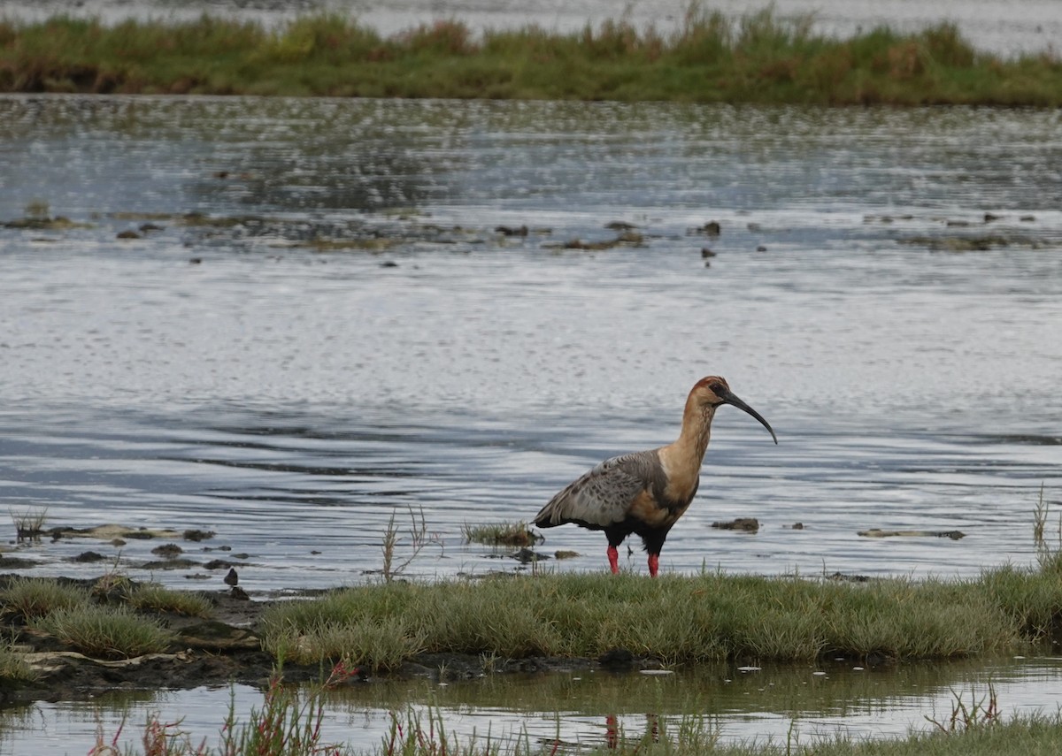 ibis laločnatý - ML647427089