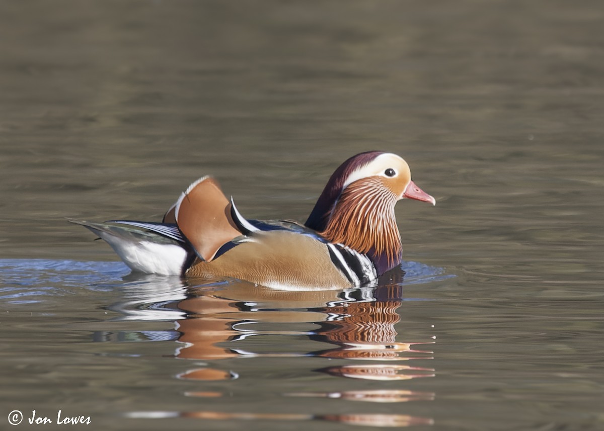 鴛鴦 - ML647427090