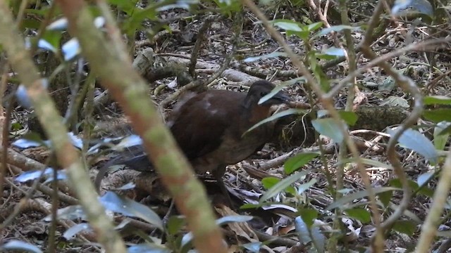 Albert's Lyrebird - ML647427096