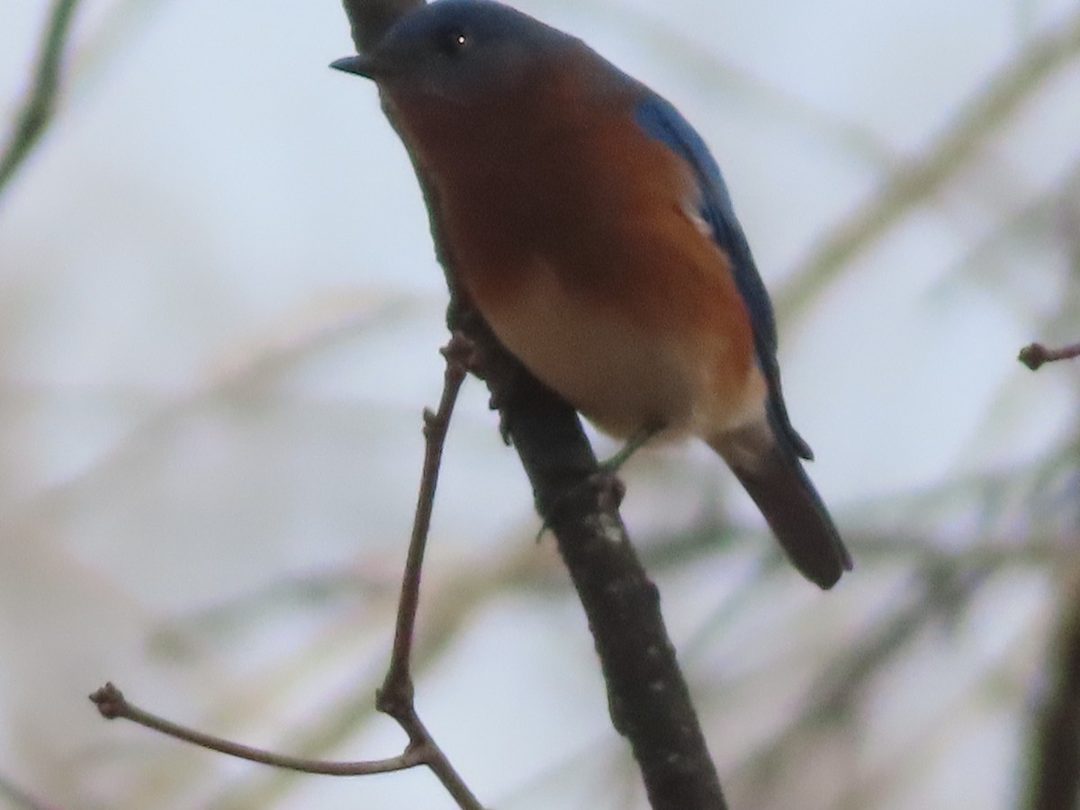 Eastern Bluebird - ML647427101