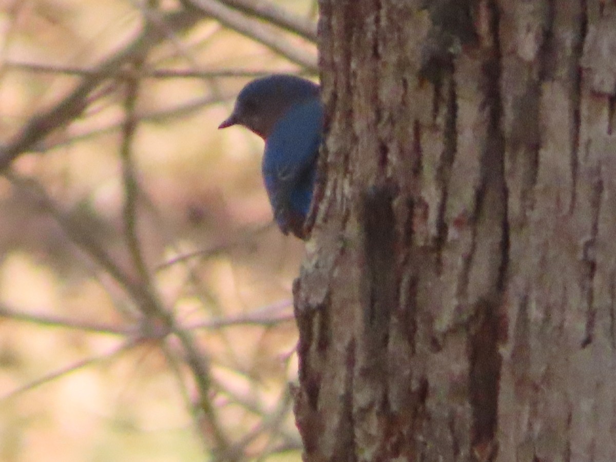 Eastern Bluebird - ML647427105