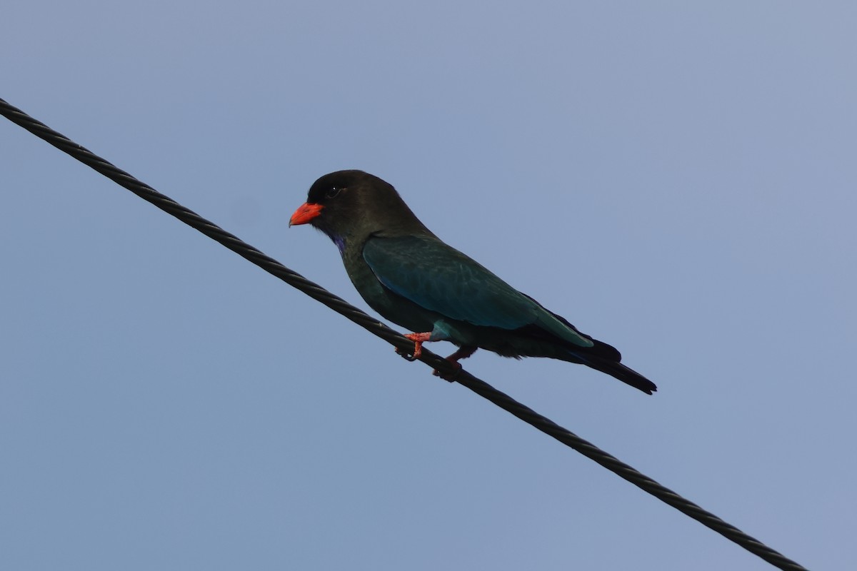 Dollarbird - ML647427107