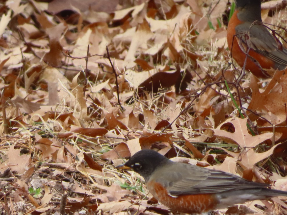 קיכלי נודד - ML647427113