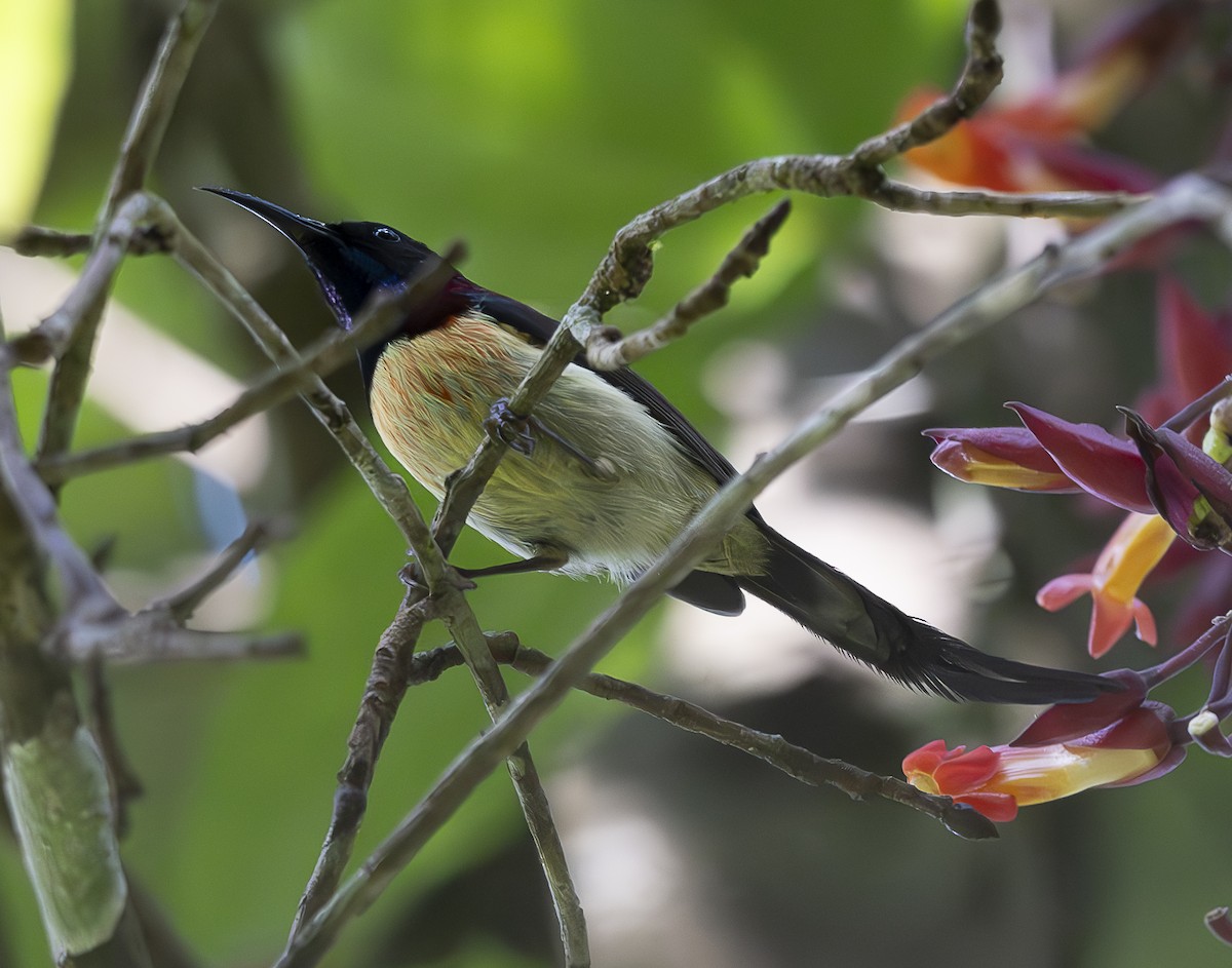 Траурная нектарница - ML647427119