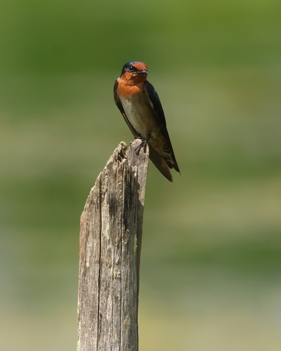 Pacific Swallow - ML647427120