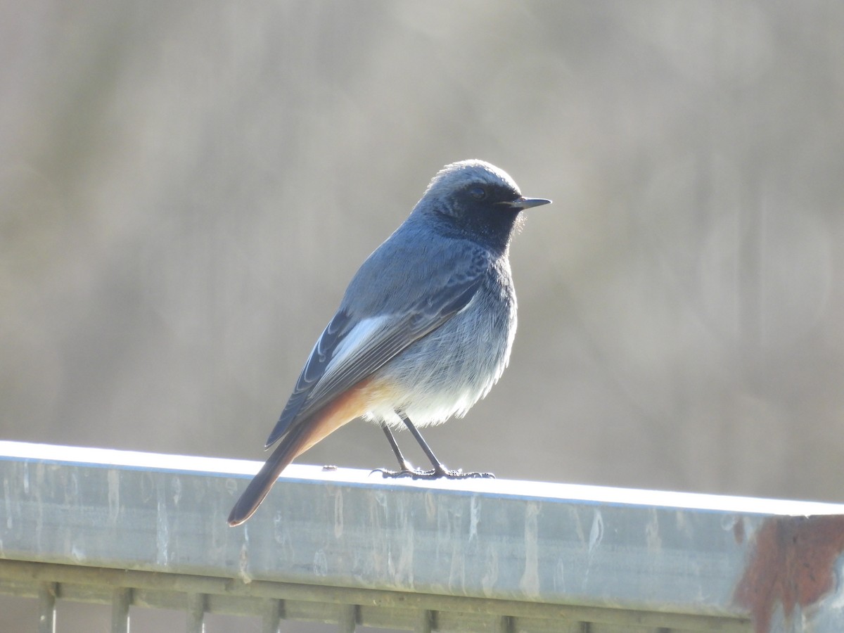 Black Redstart - ML647427126