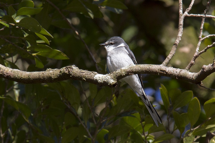 Ryukyu Minivet - ML647427129