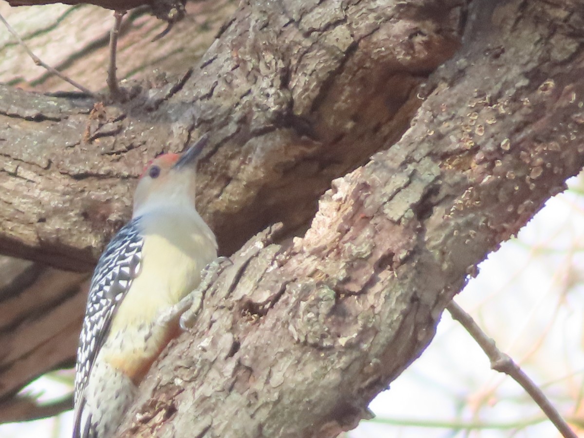 Red-bellied Woodpecker - ML647427132