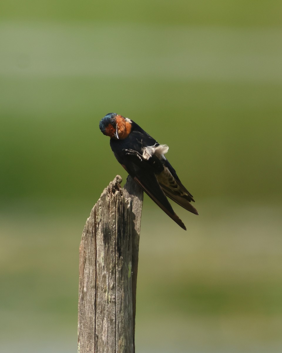 Pacific Swallow - ML647427133