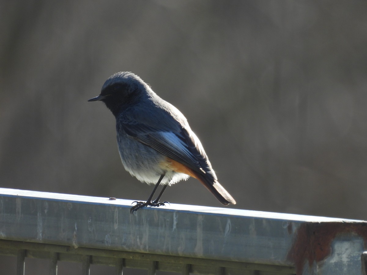 Black Redstart - ML647427134