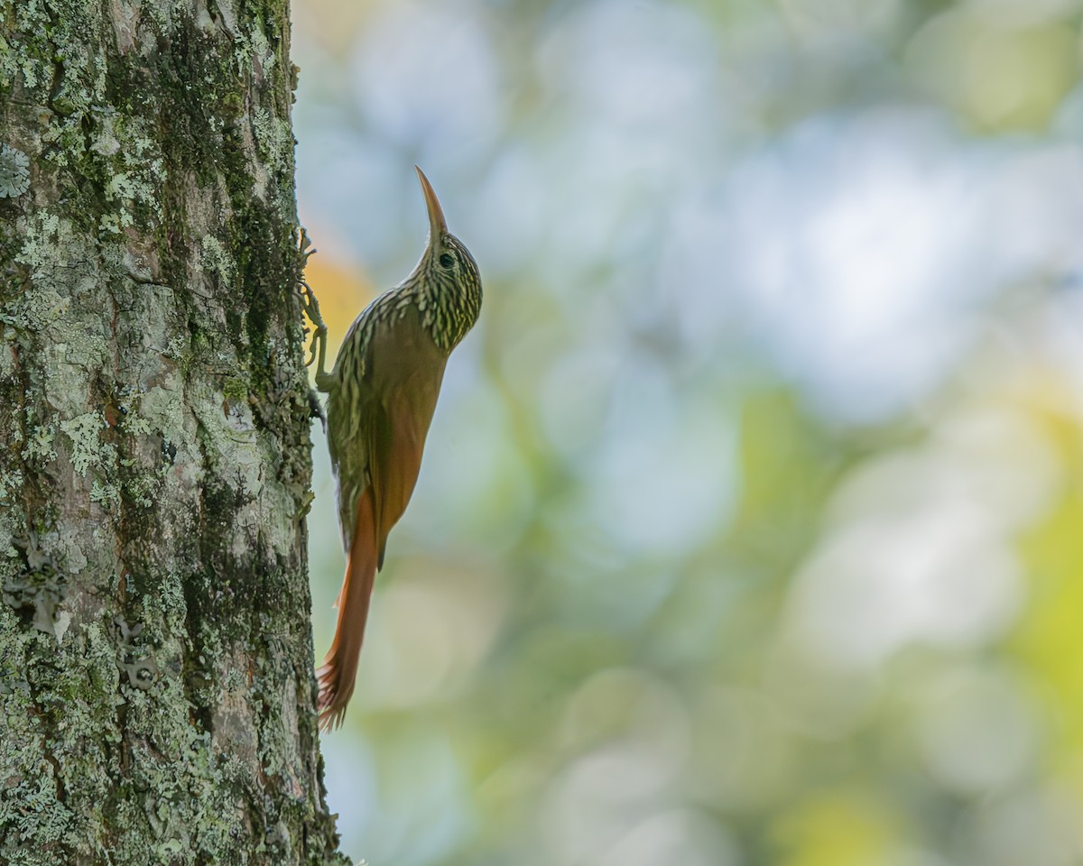 Streak-headed Woodcreeper - ML647427135