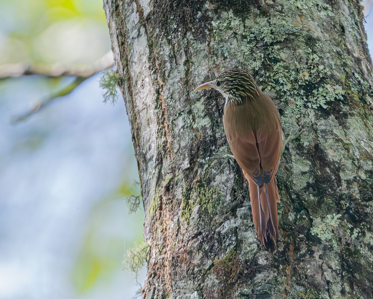 Streak-headed Woodcreeper - ML647427136
