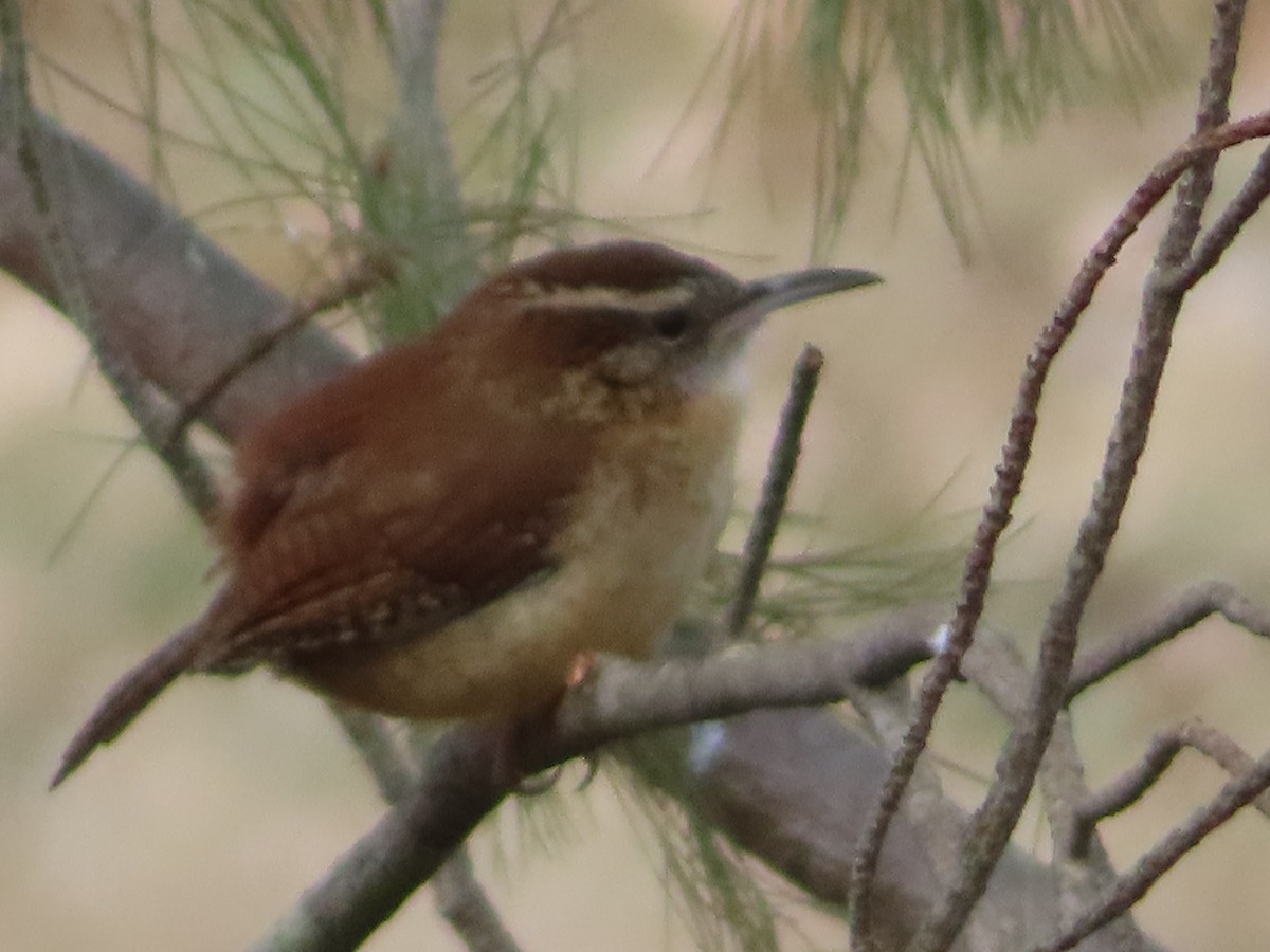 Carolina Wren - ML647427139
