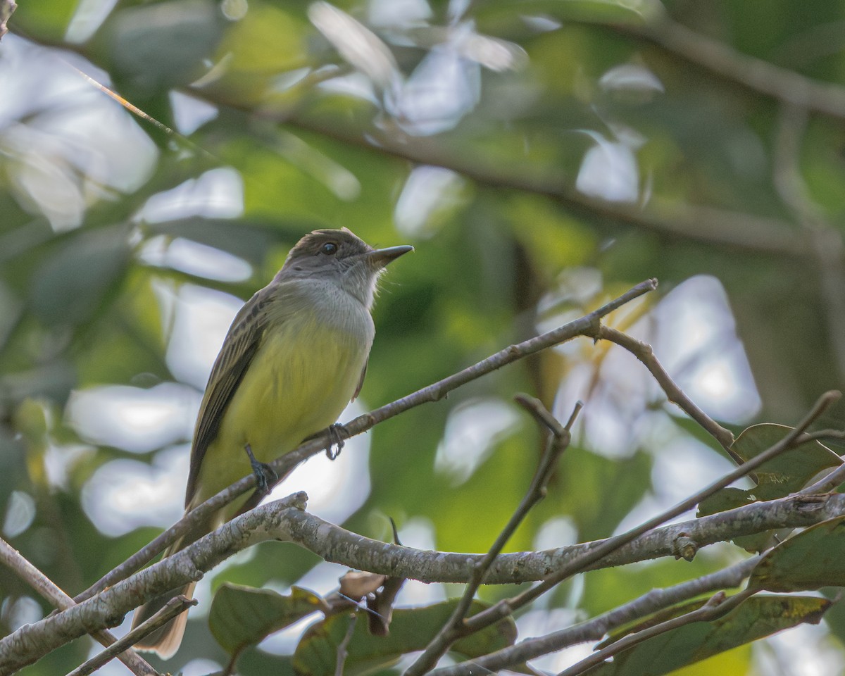 Dusky-capped Flycatcher - ML647427140