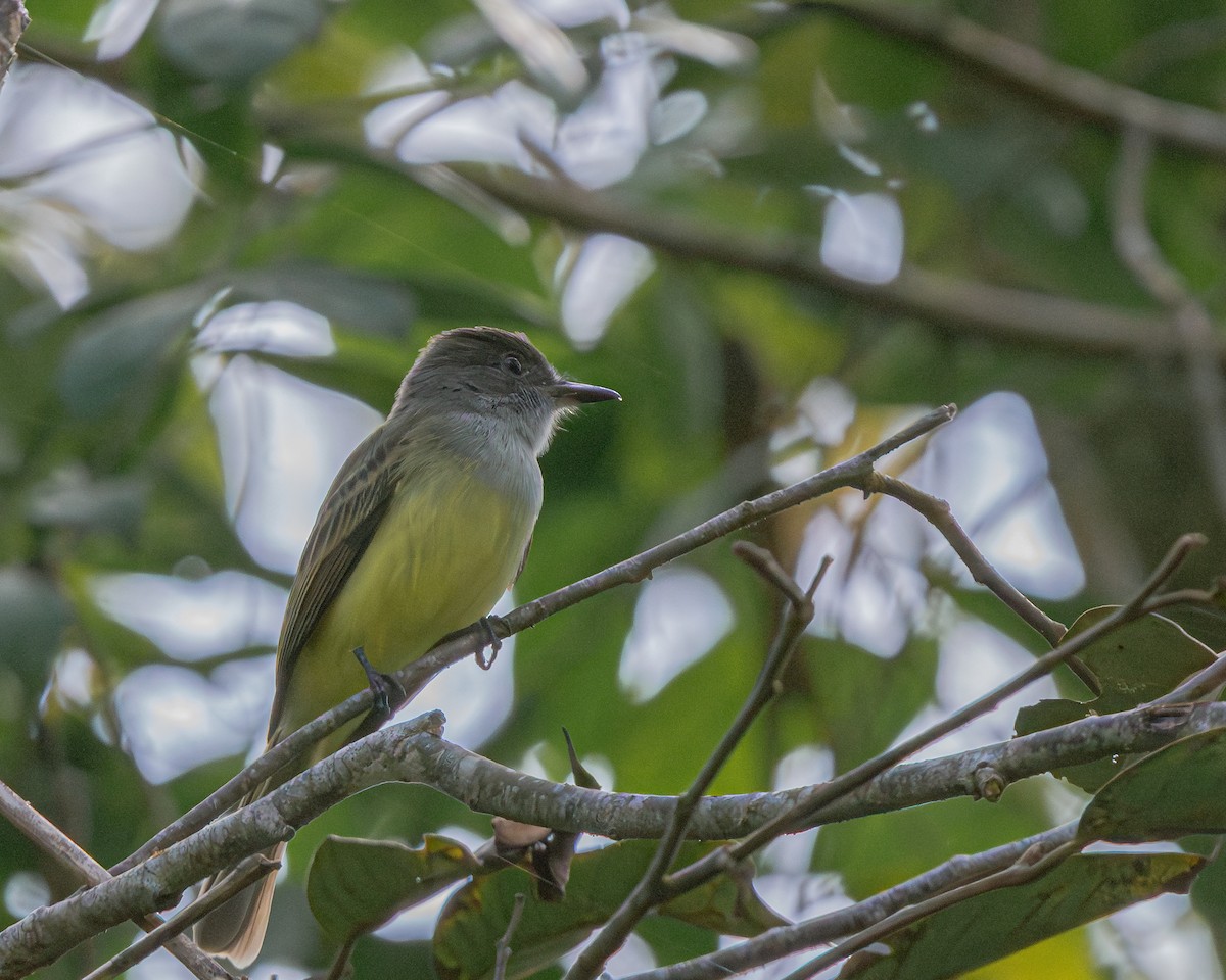 Dusky-capped Flycatcher - ML647427141