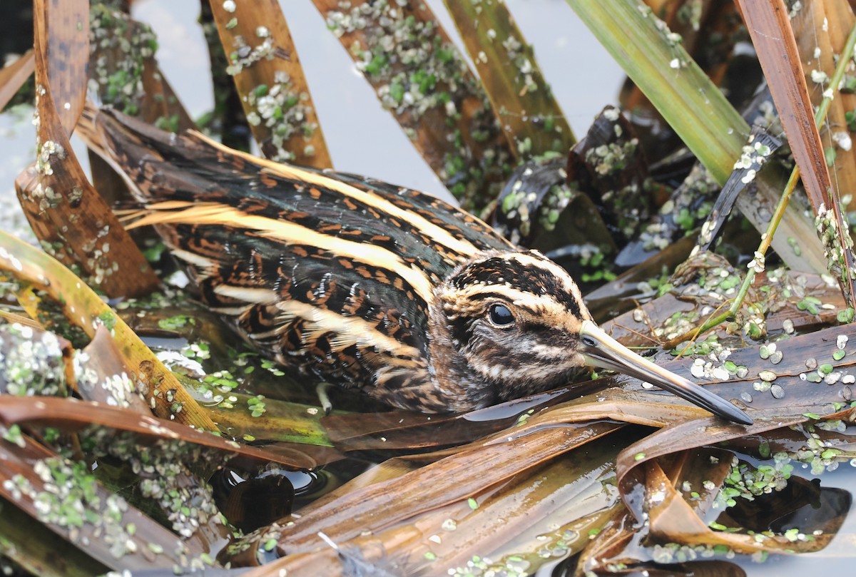 Agachadiza Chica - ML647427143