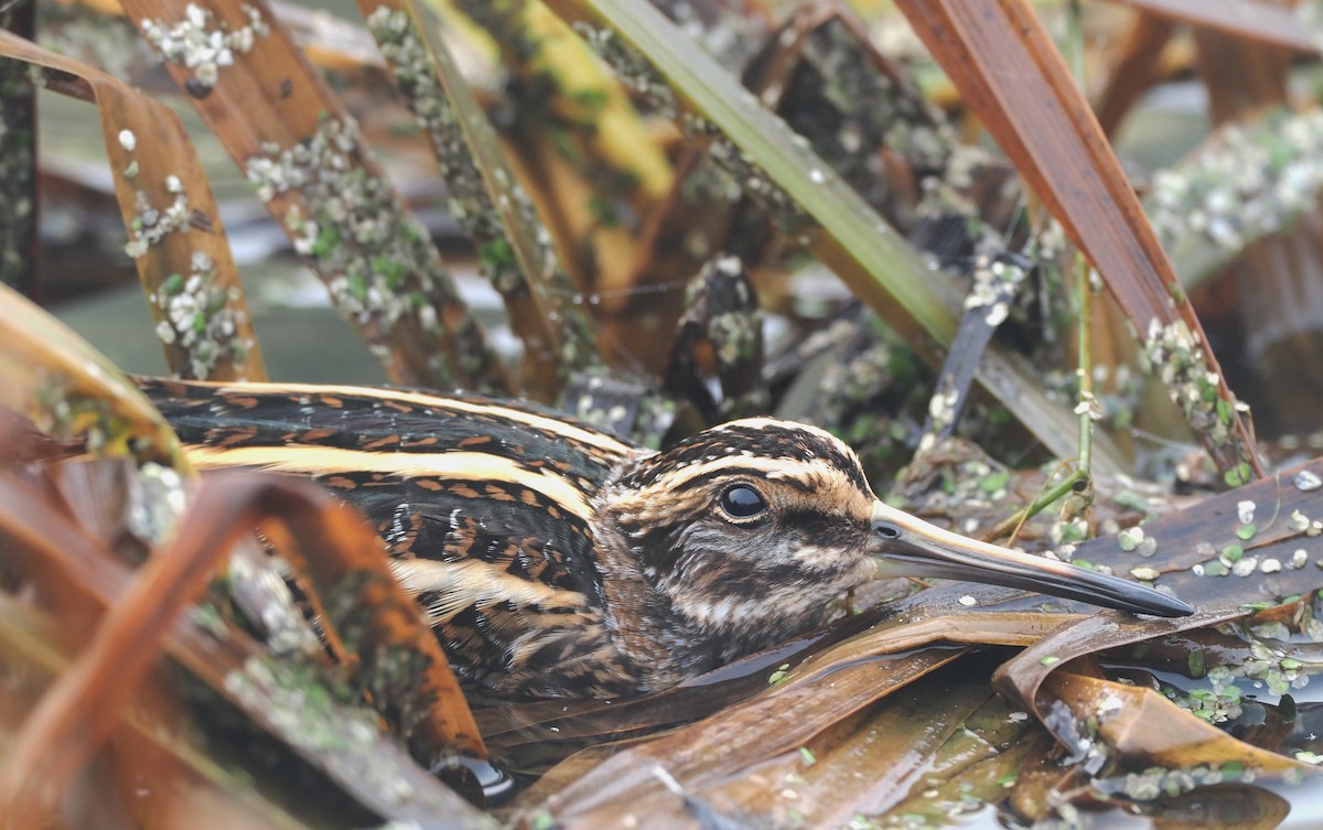 Agachadiza Chica - ML647427144