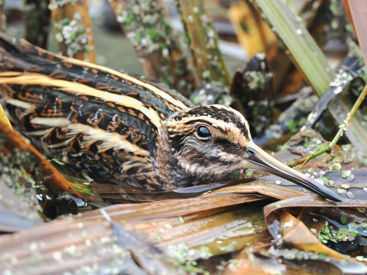 Agachadiza Chica - ML647427145