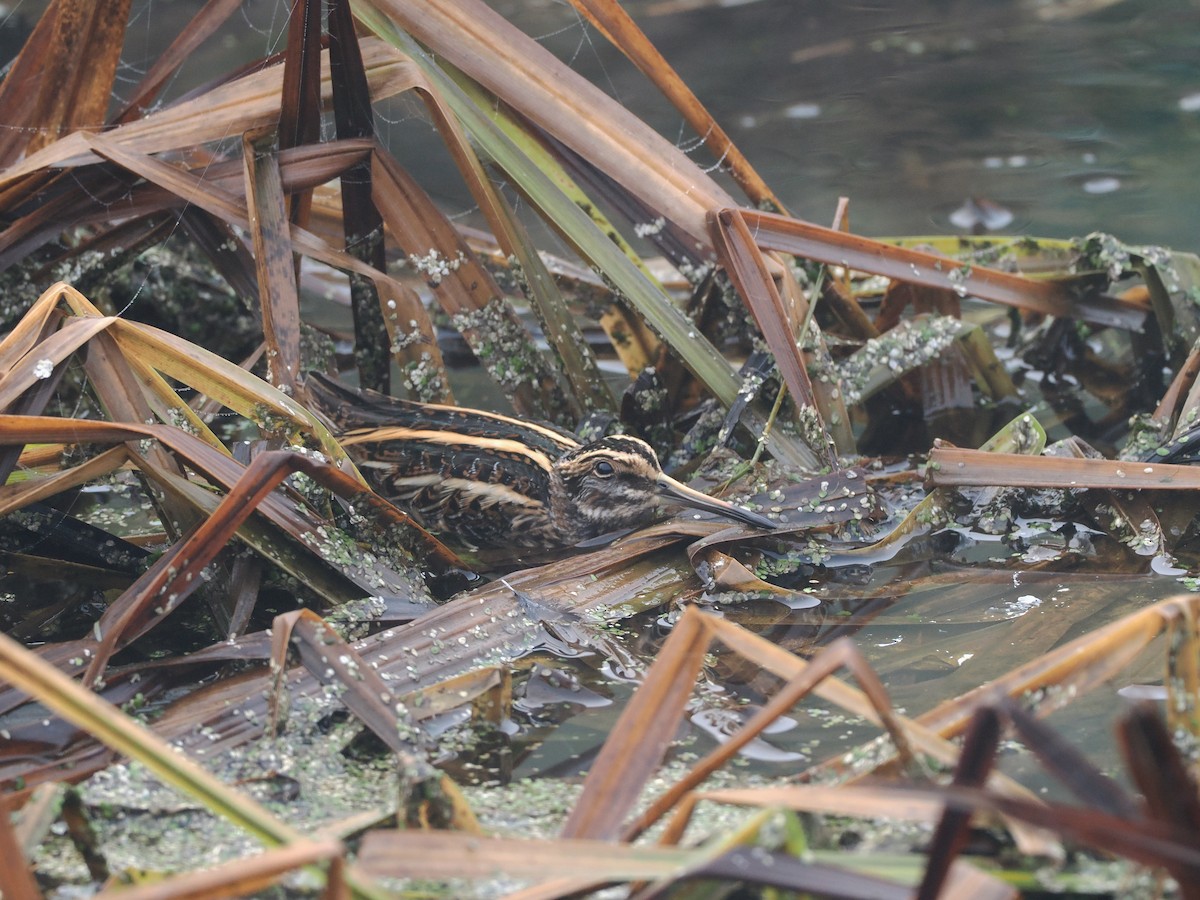 Agachadiza Chica - ML647427146