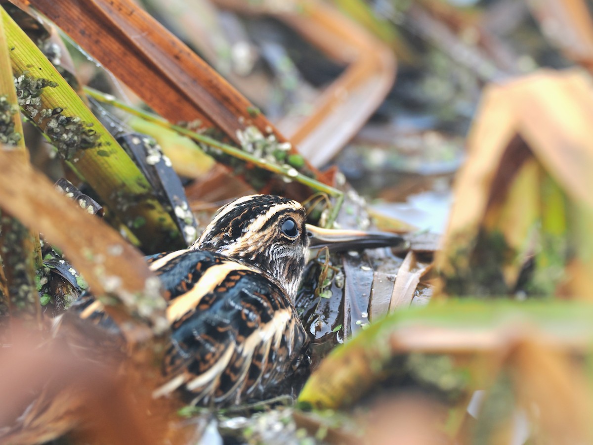 Agachadiza Chica - ML647427147