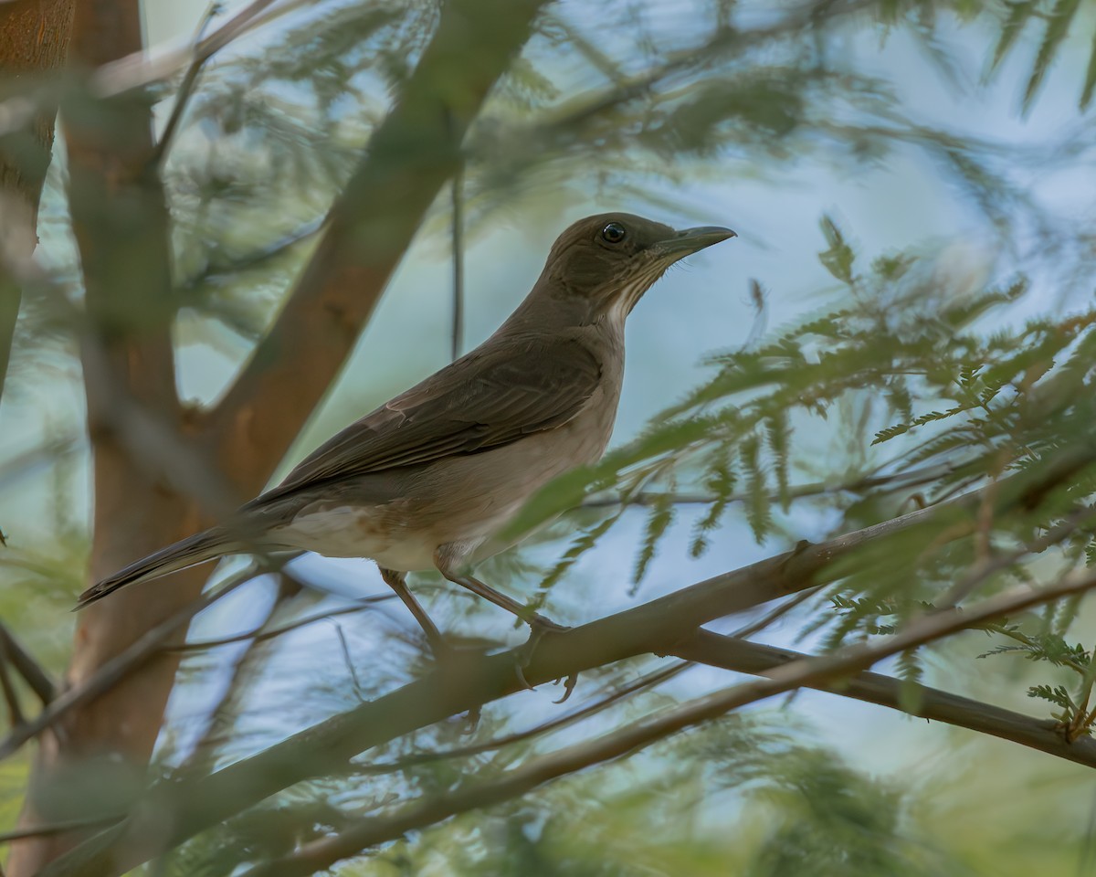 Black-billed Thrush - ML647427154
