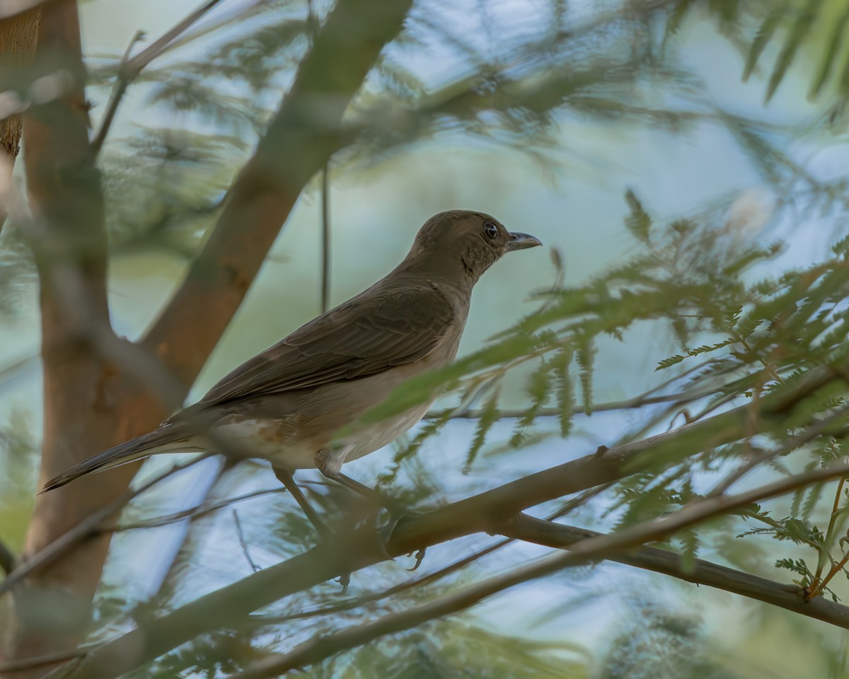 Black-billed Thrush - ML647427155
