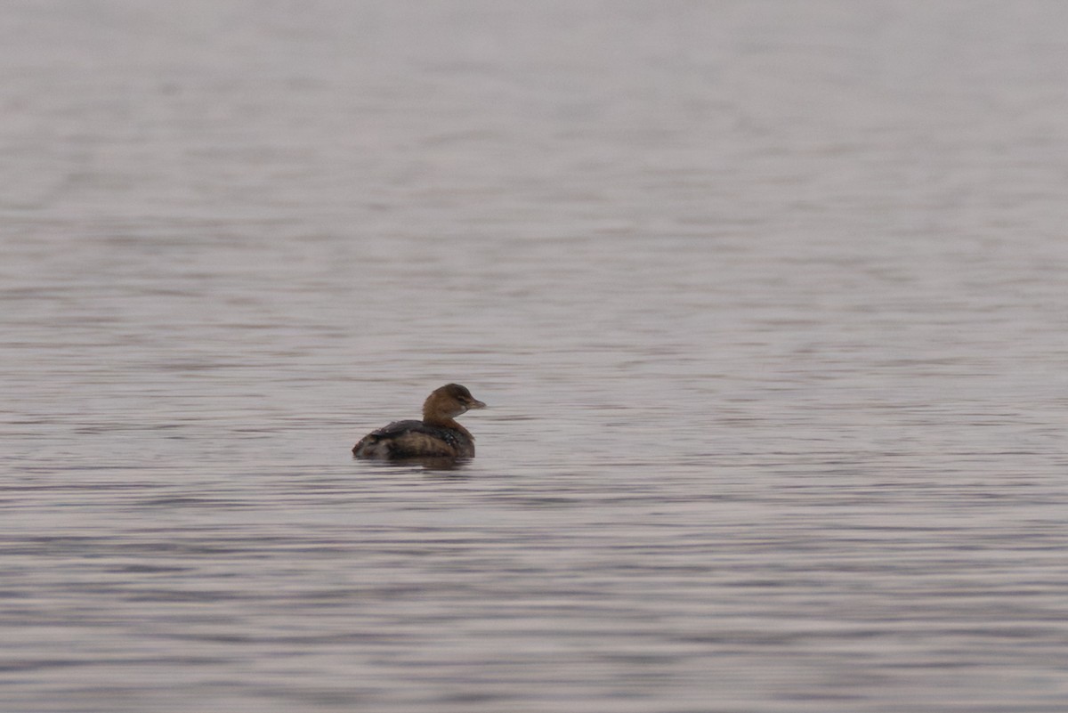 Pied-billed Grebe - ML647427159