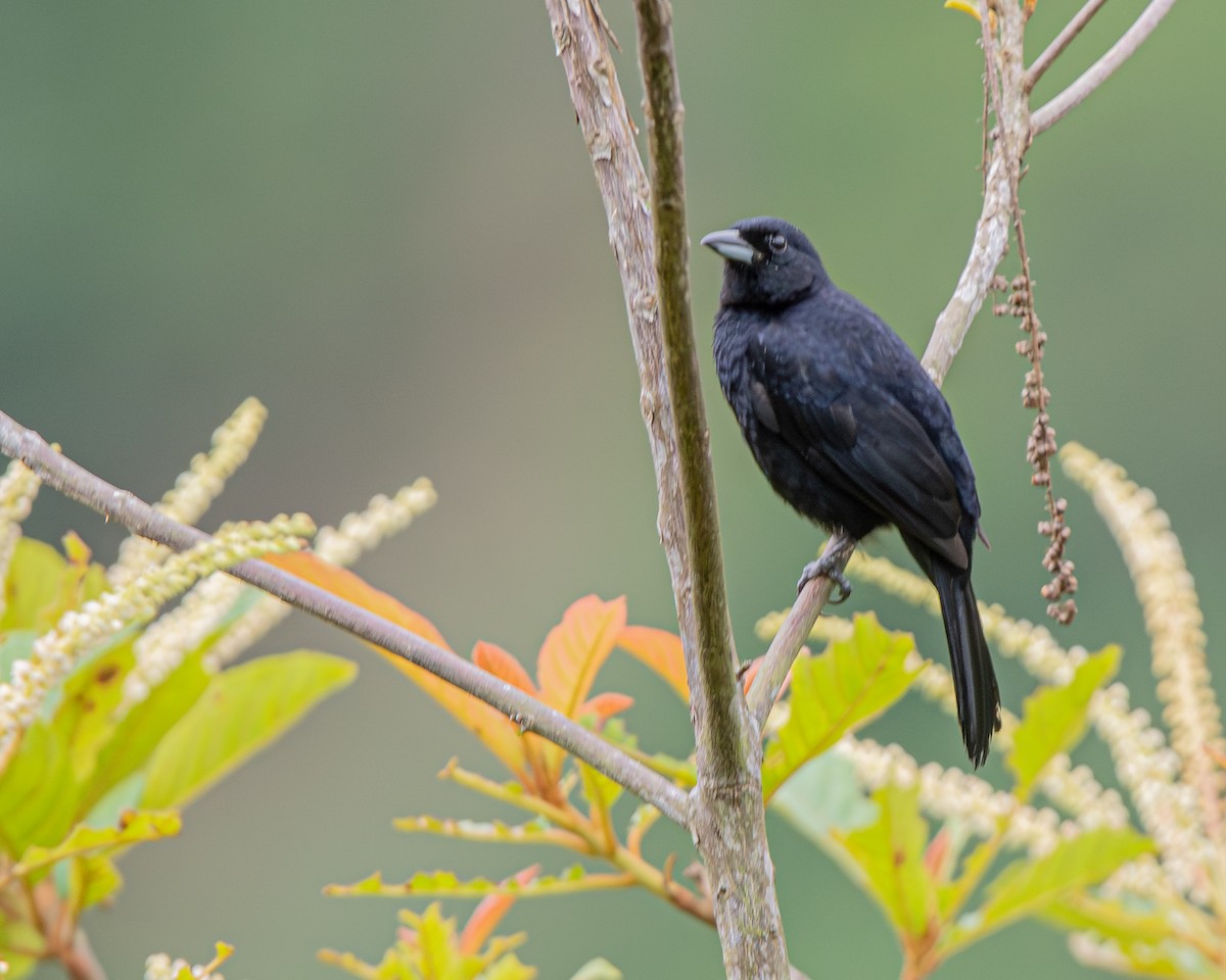 White-lined Tanager - ML647427161