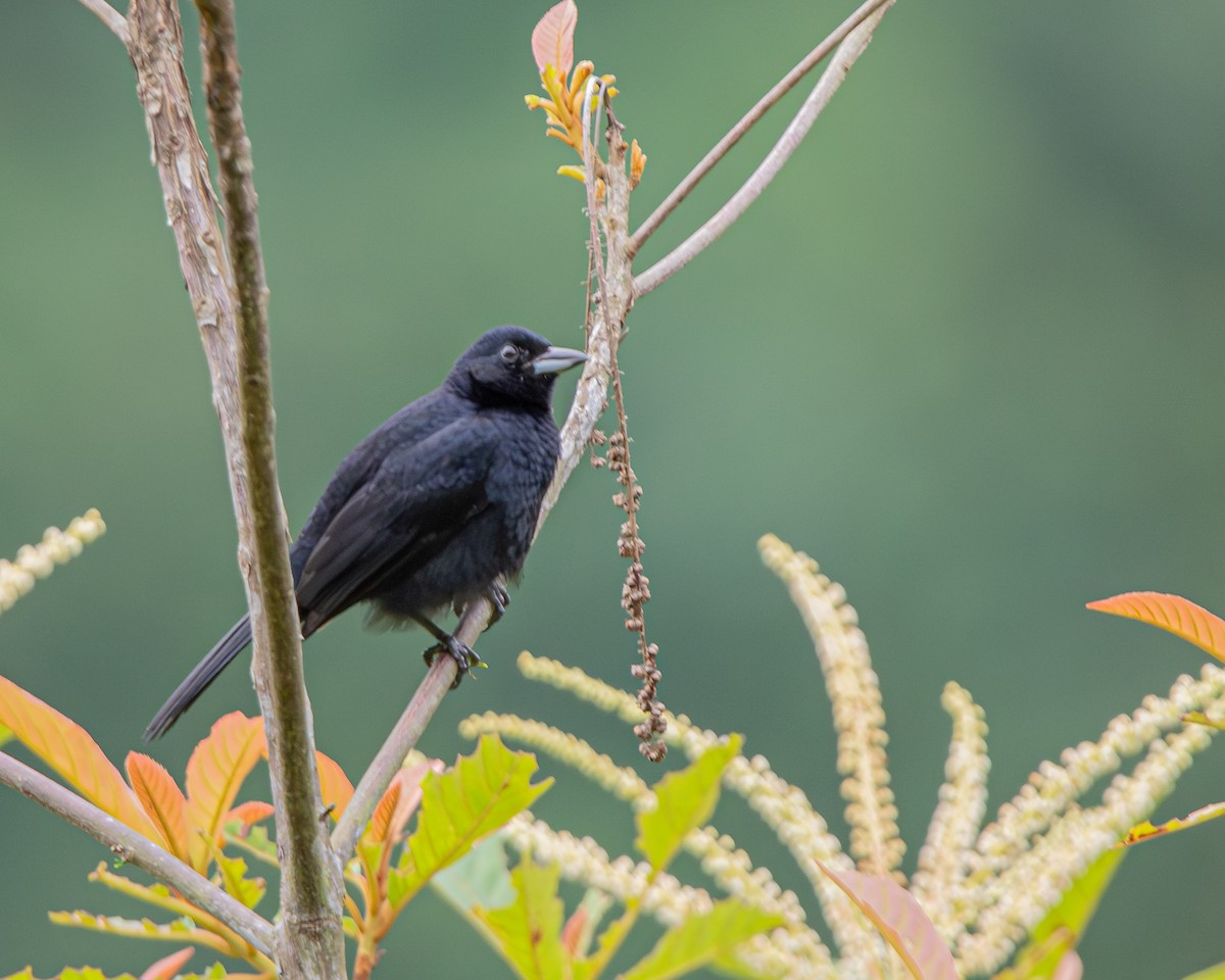 White-lined Tanager - ML647427162