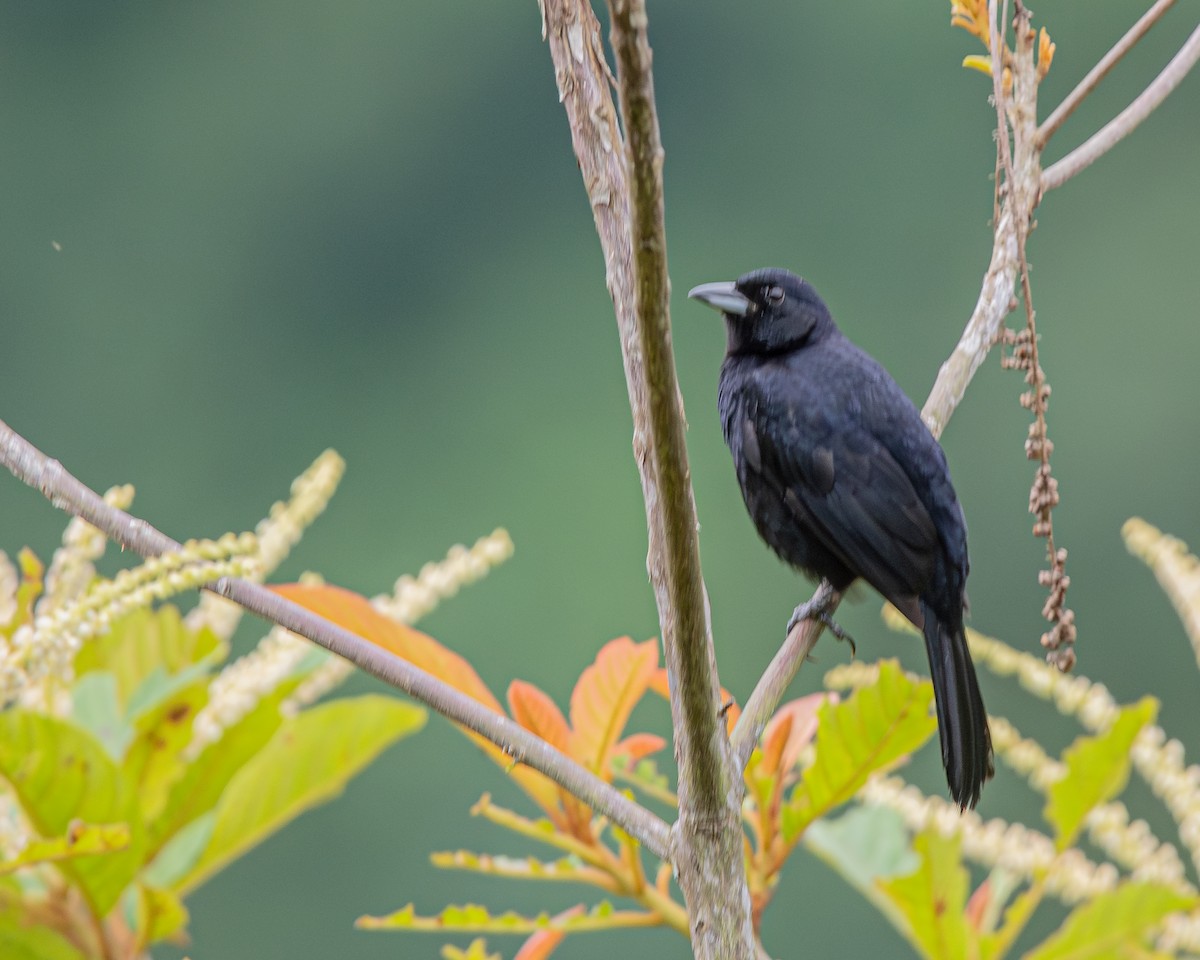 White-lined Tanager - ML647427163