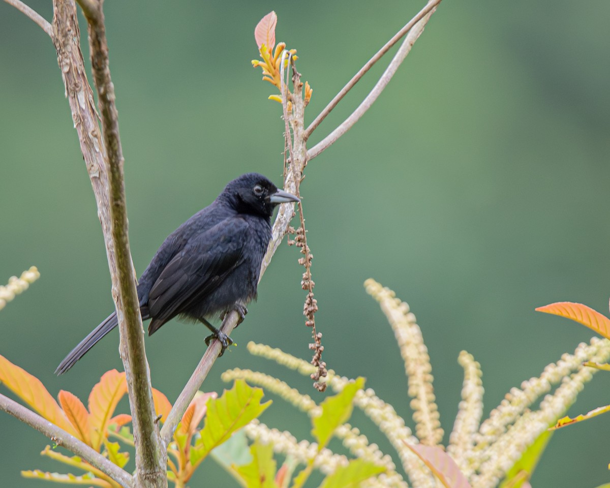White-lined Tanager - ML647427164