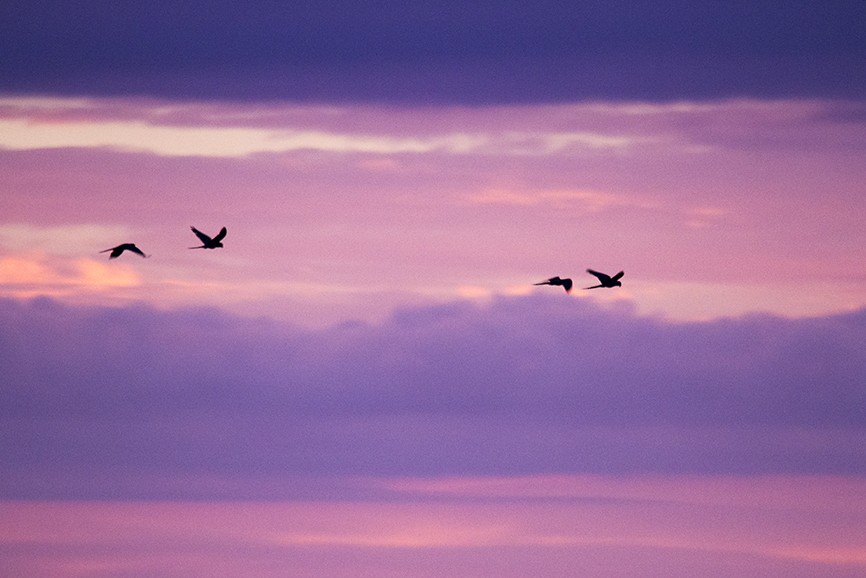 indigoara - ML647427183