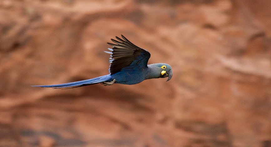 indigoara - ML647427184