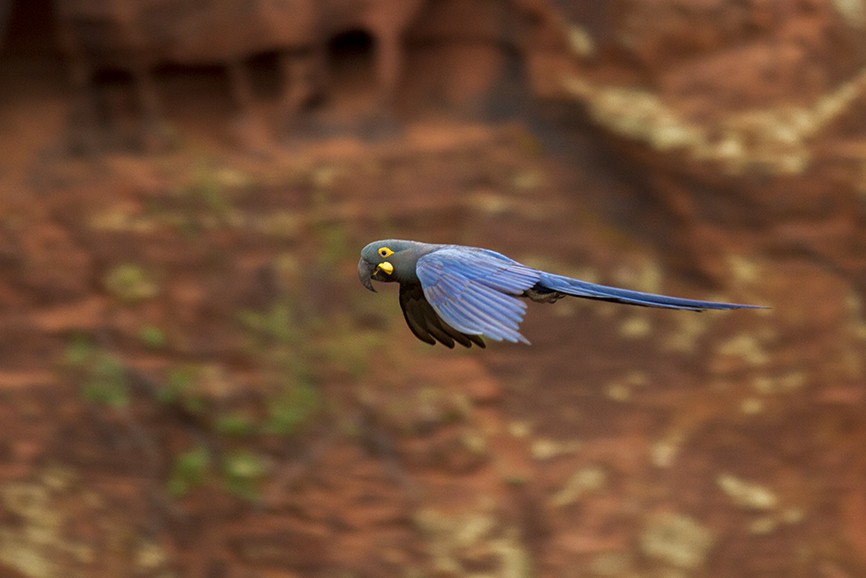 indigoara - ML647427185