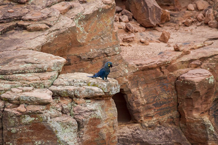 indigoara - ML647427186