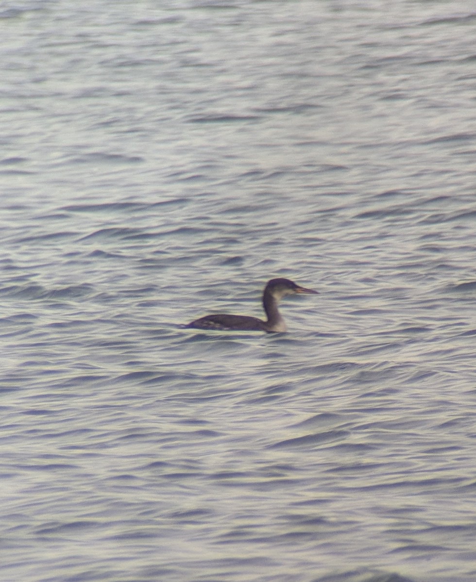 Somormujo Cuellirrojo - ML647427202