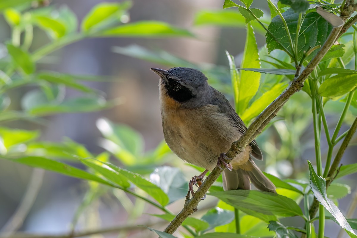 Tangara barbouillé - ML647427204