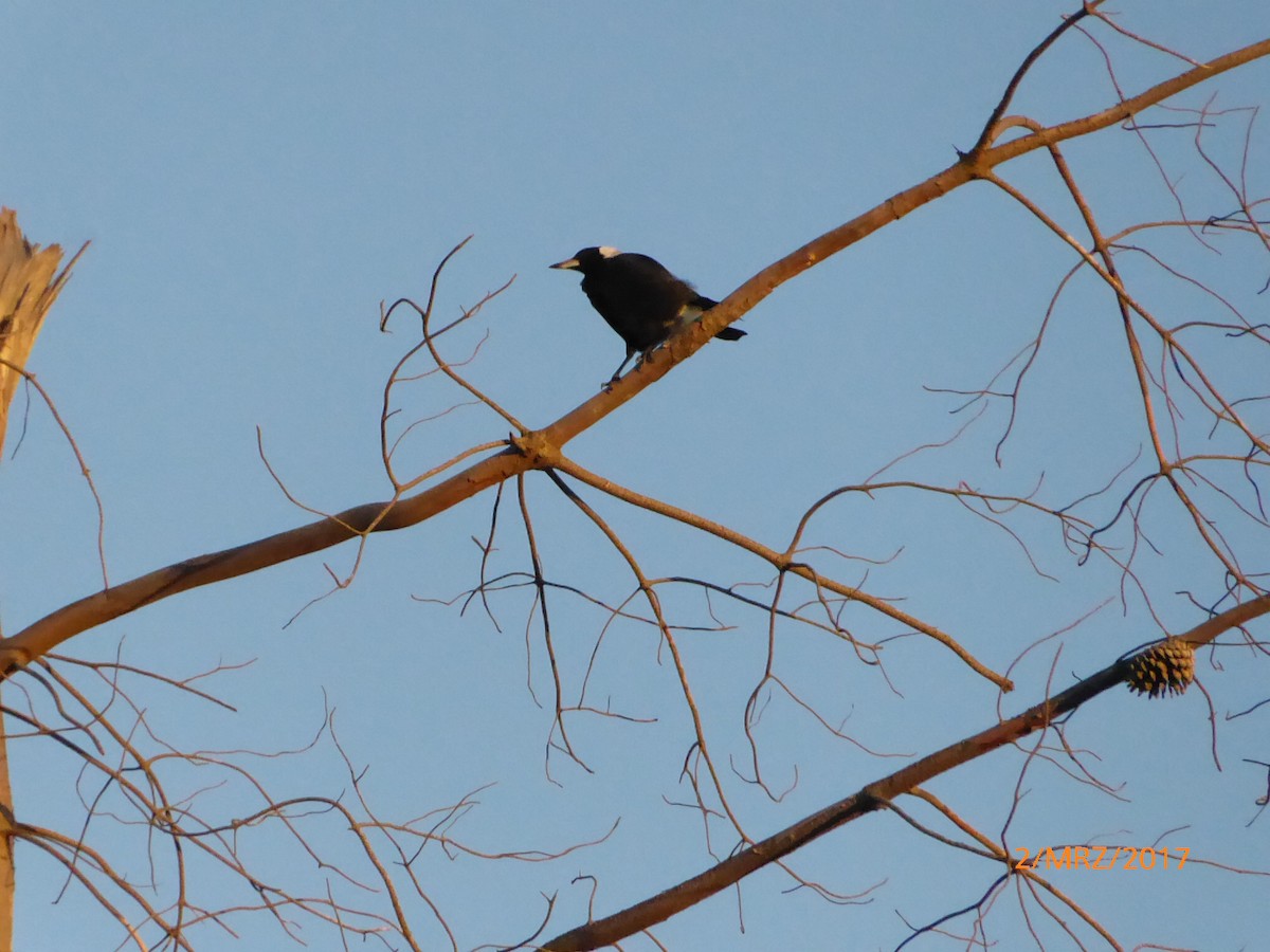 Australian Magpie - ML647427205