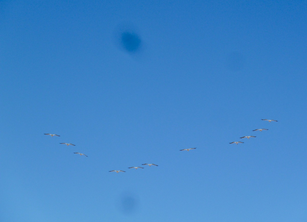 American White Pelican - ML647427207