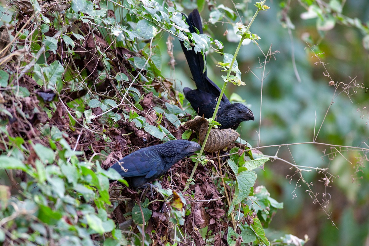 Groove-billed Ani - ML647427223